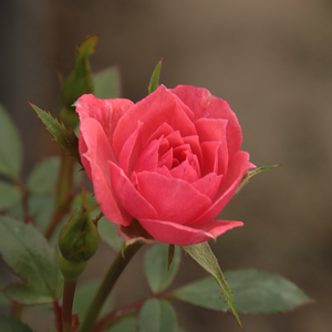 Rennie's Pink - pink - miniature rose